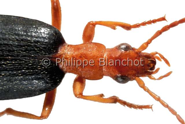 Brachynus crepitans.JPG - Brachynus crepitans (Portrait), Bombardier, Ground beetle, Coleoptera, Carabidae, France